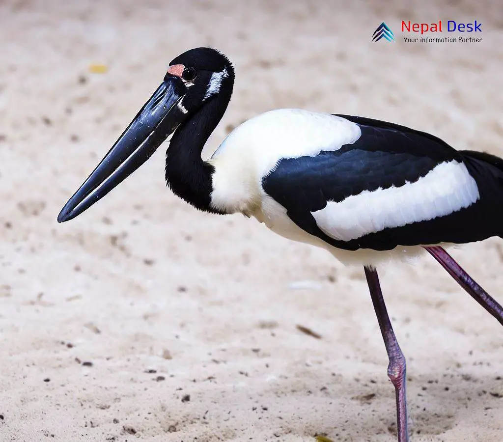 The Mysterious Black-Necked Stork: A Fascinating Bird | Nepal Desk